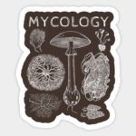 Master of Medical Mycology in Iran 2024-2025
