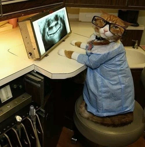 Master of Oral and Maxillofacial Radiology in Iran 