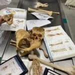 الدكتوراه البحثية في علم وظائف الأعضاء في ايران 2026_2027