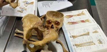 الدكتوراه البحثية في علم وظائف الأعضاء في ايران