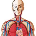 ماجستير علم وظائف الأعضاء في ايران 2024_2025